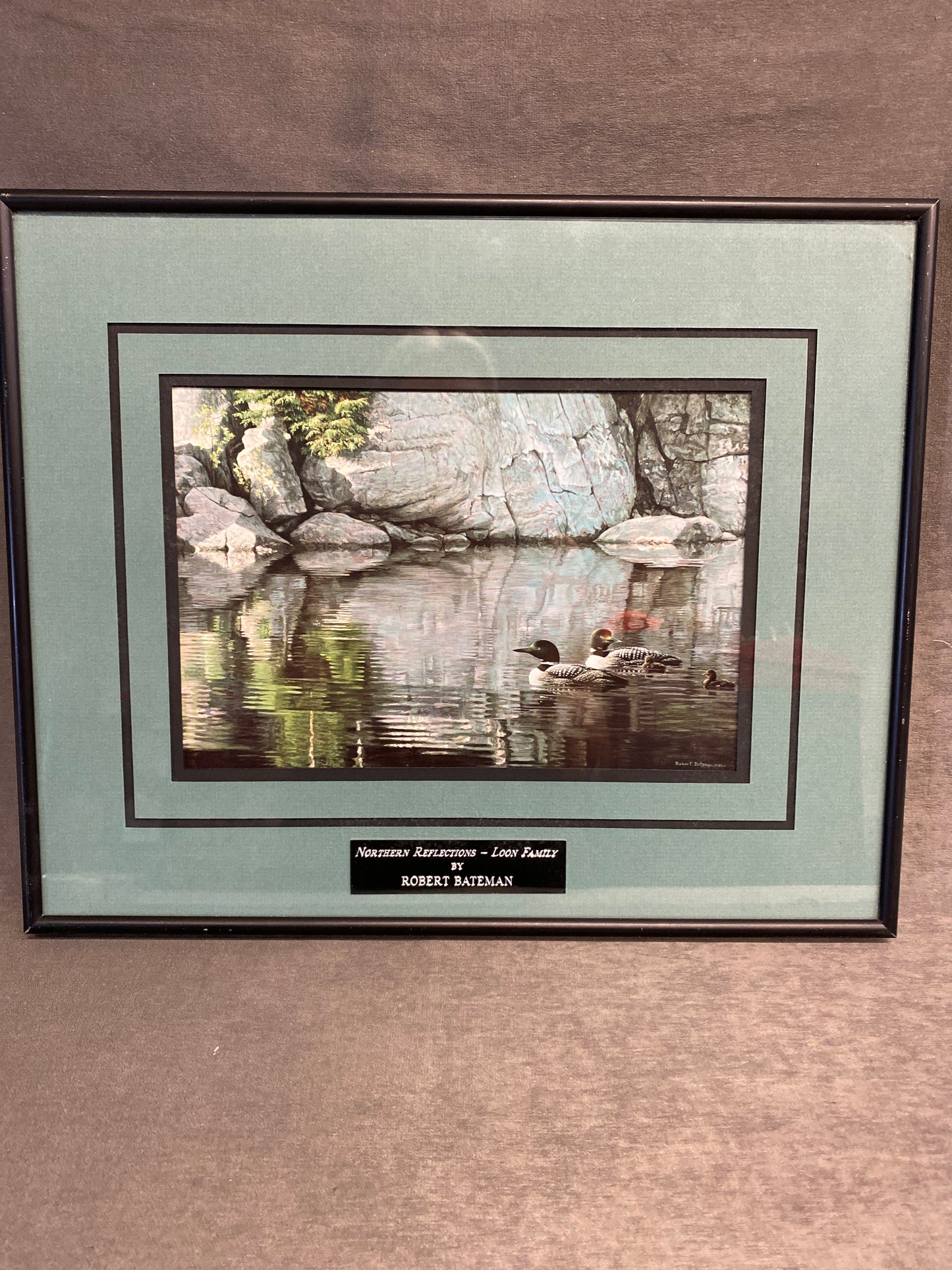 Framed Print - Loon Family
