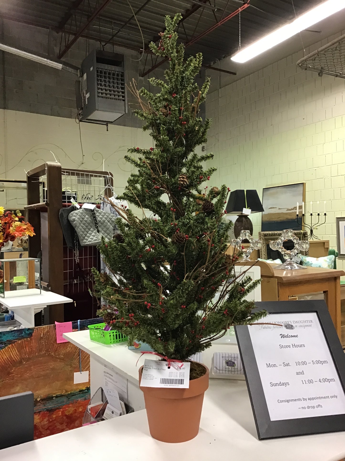 Xmas Tree in Clay Pot