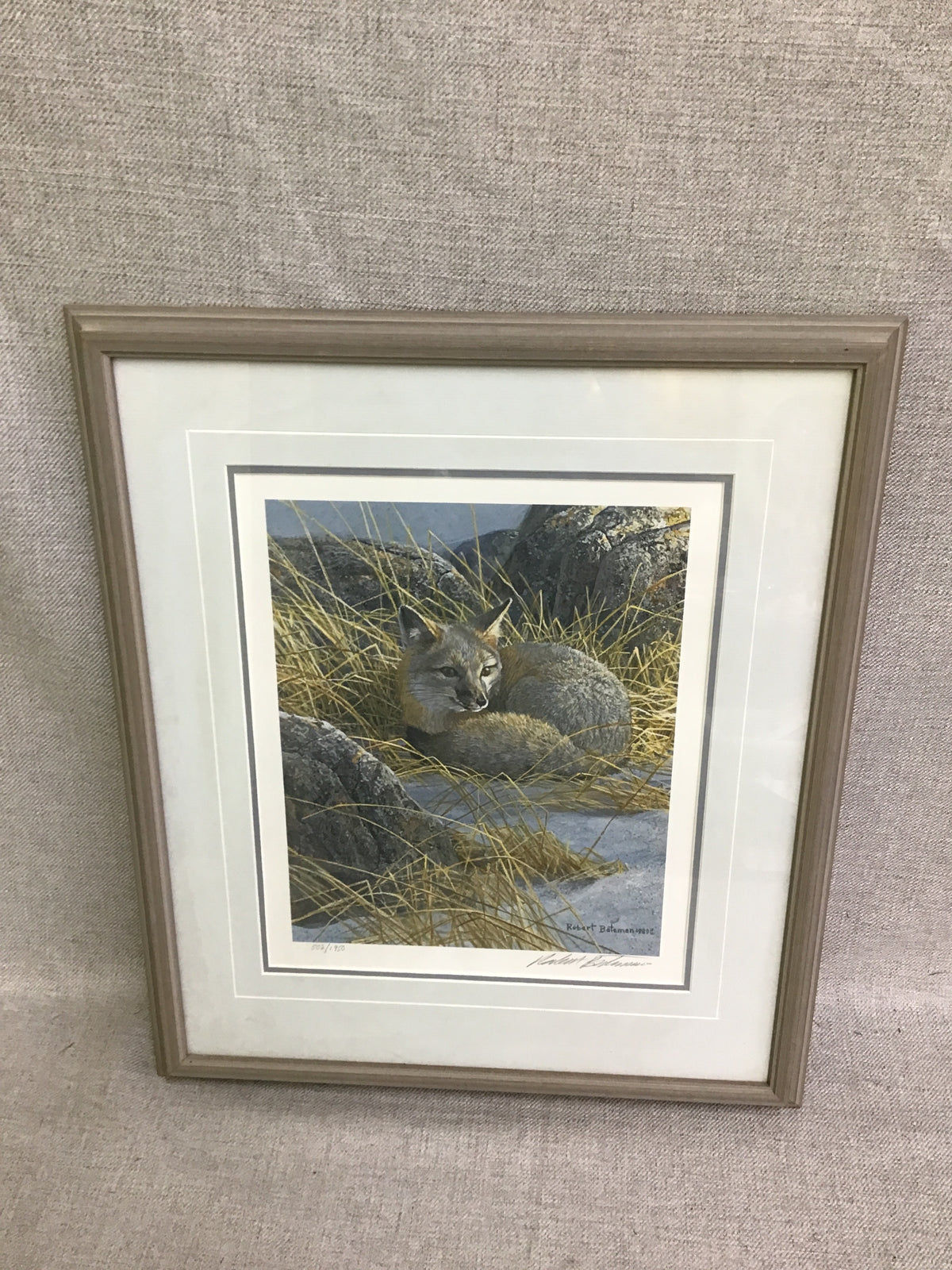 Robert Bateman Print 'Curled Up - Swift Fox'