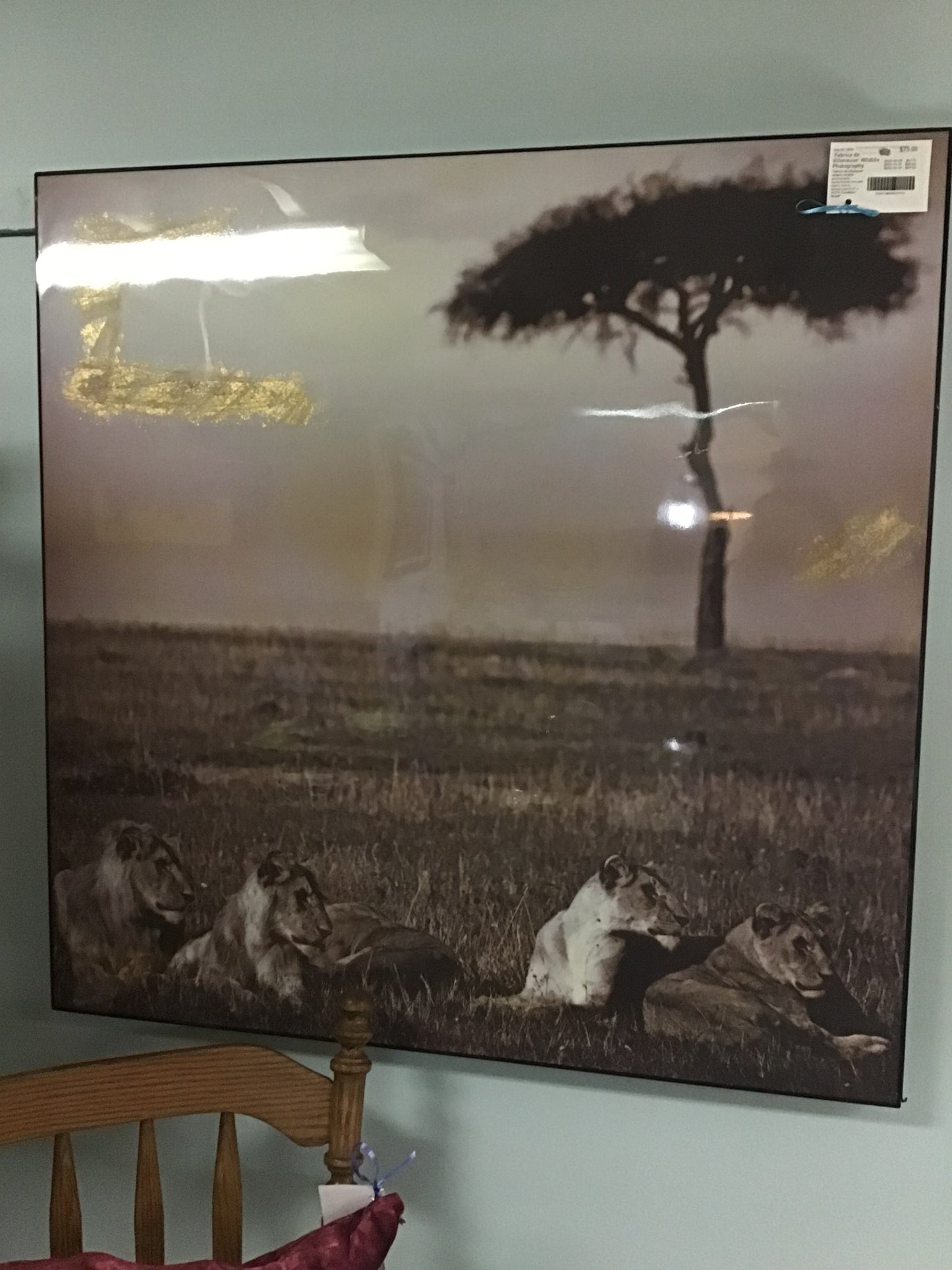 'Fabrice de Villeneuve' Wildlife Photography