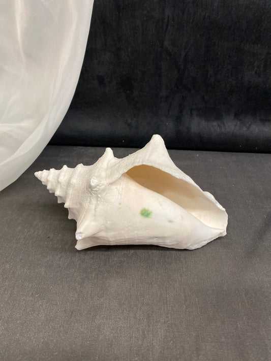 Natural Conch Shell