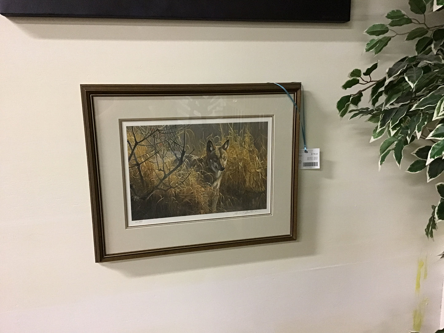 Framed Print - Red Wolf