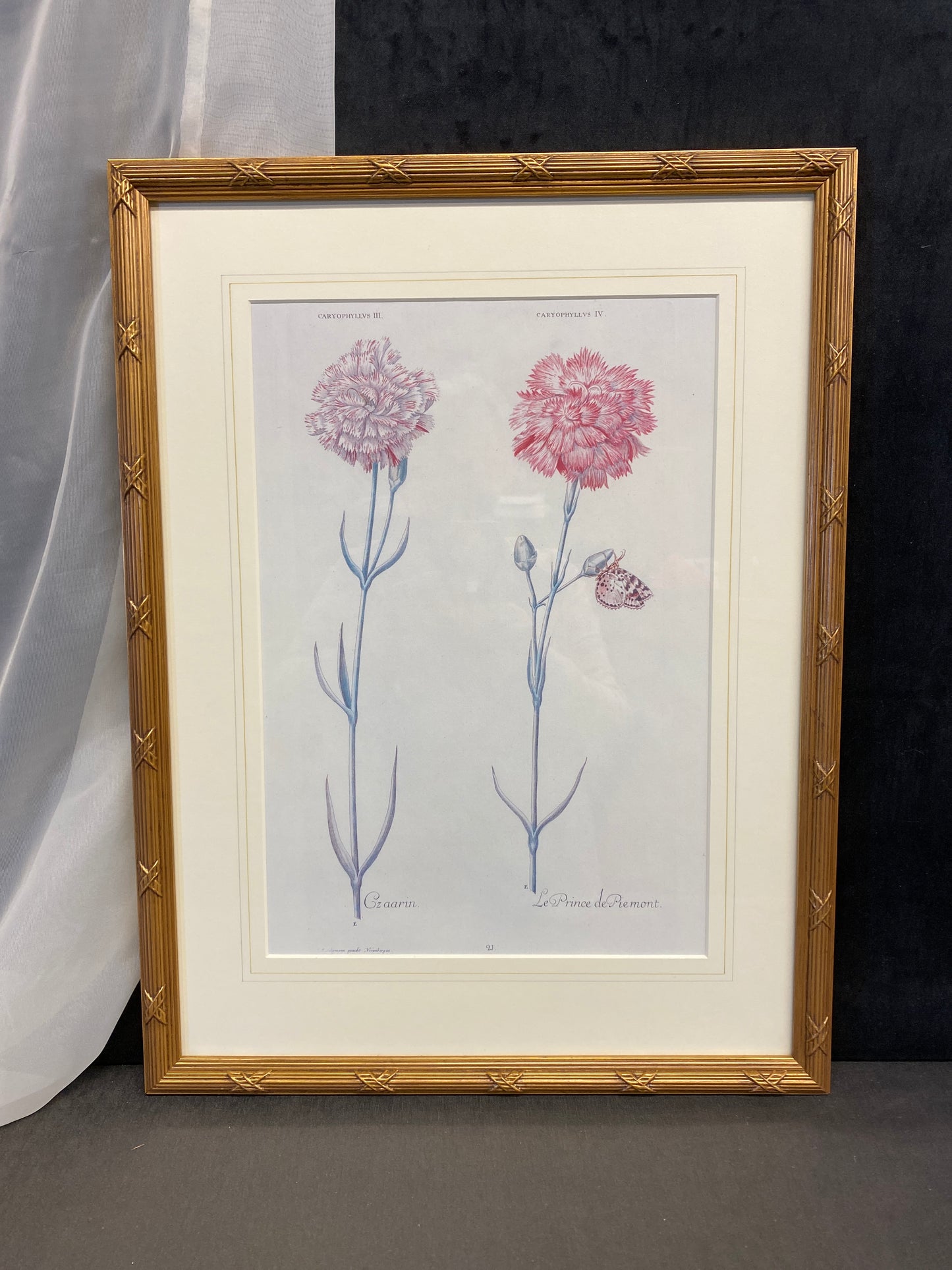 Framed Print - Carnations