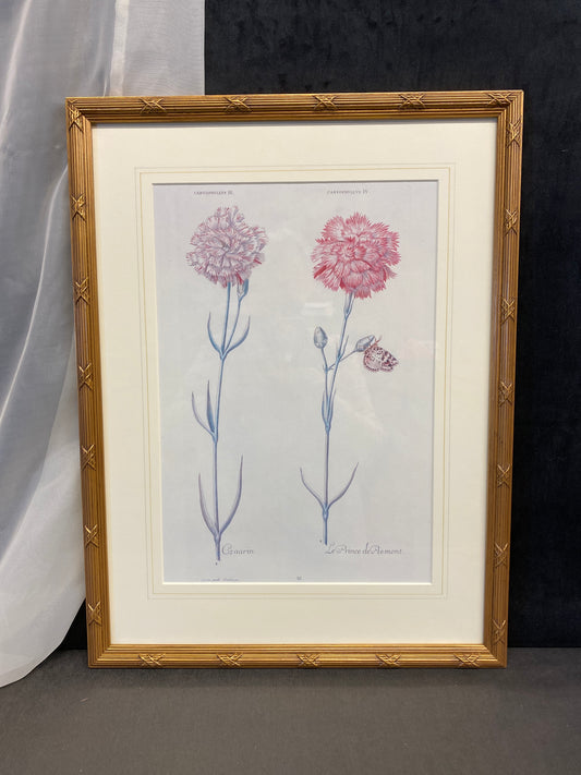 Framed Print - Carnations