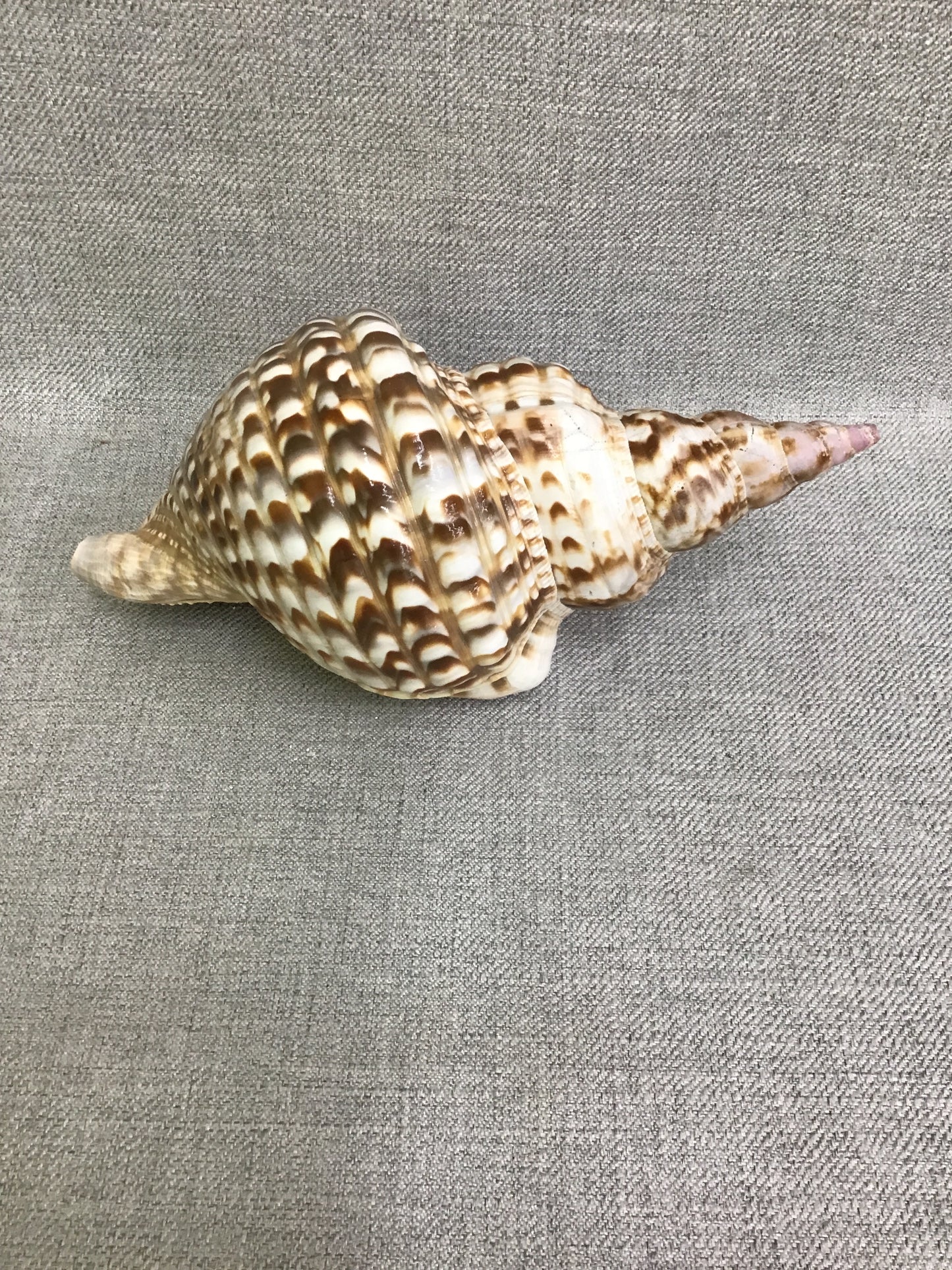 Real Decorative Seashell