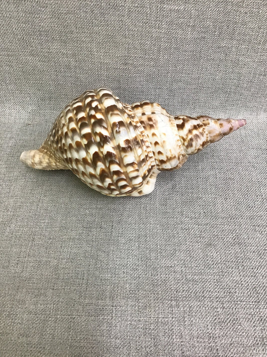 Real Decorative Seashell