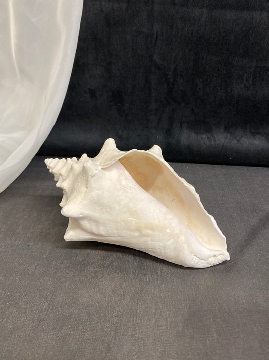 Natural Conch Shell