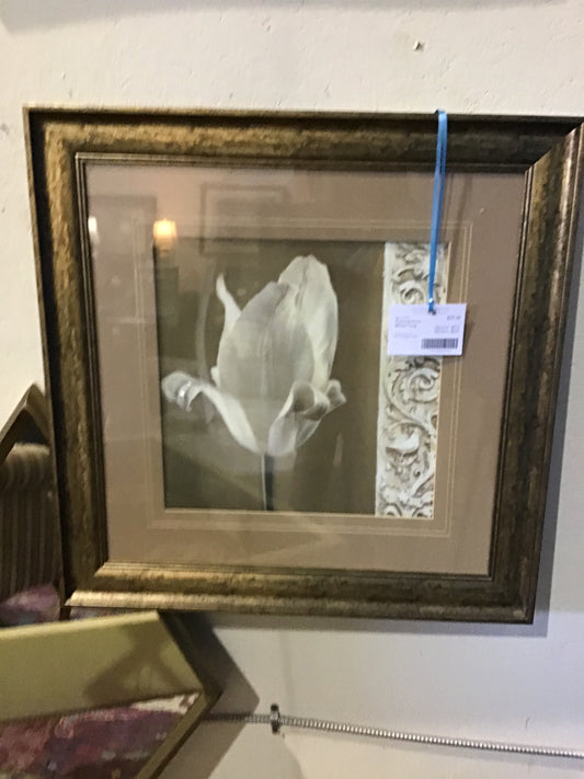 Framed Print - White Tulip