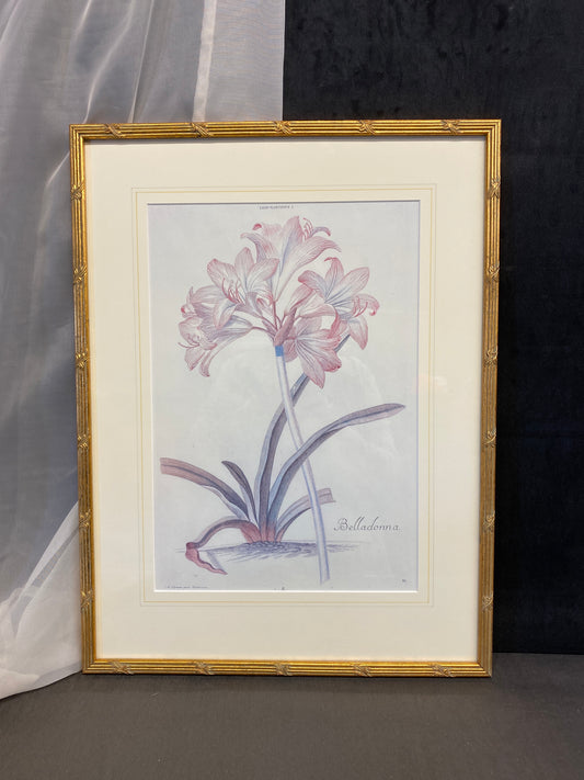 Framed Print - Belladonna