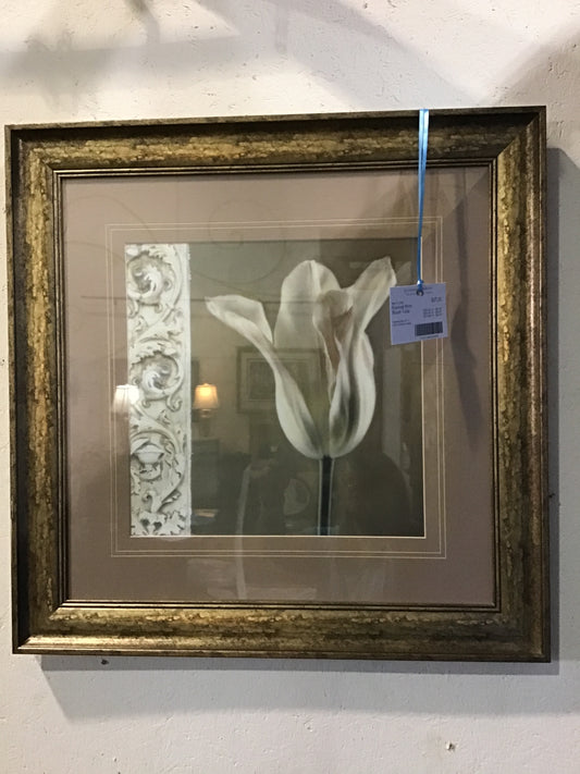 Framed Print - Blush Tulip
