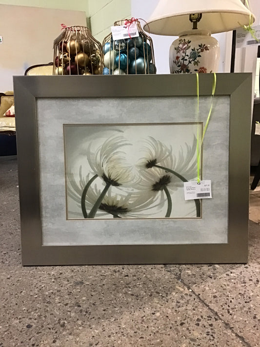 Framed Print - Spider Mums