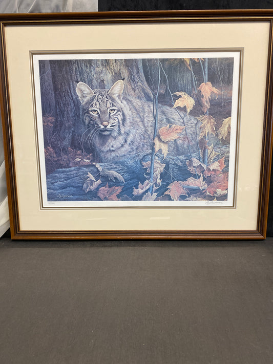 Framed Print - Bobcat