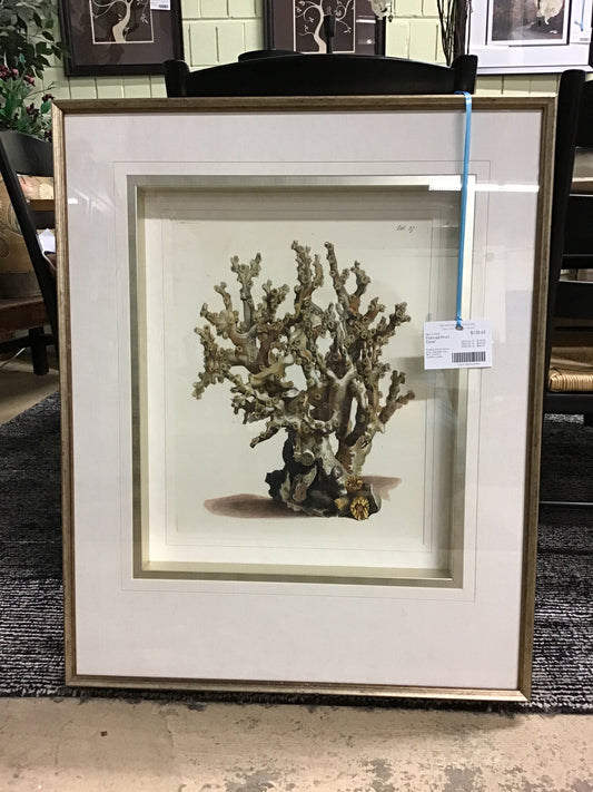 Framed Print - Coral