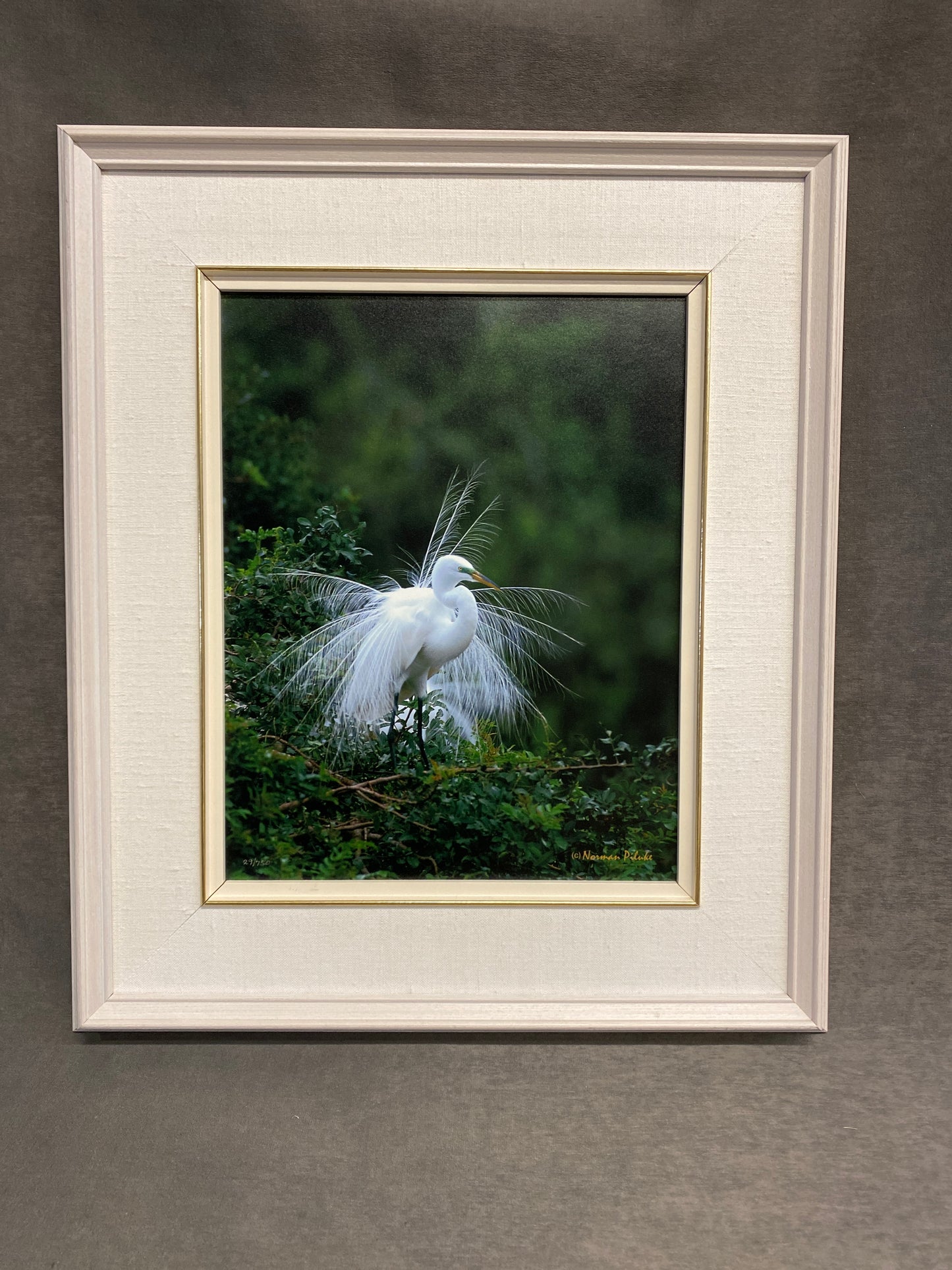 Framed Photo Print - Dancing Feathers