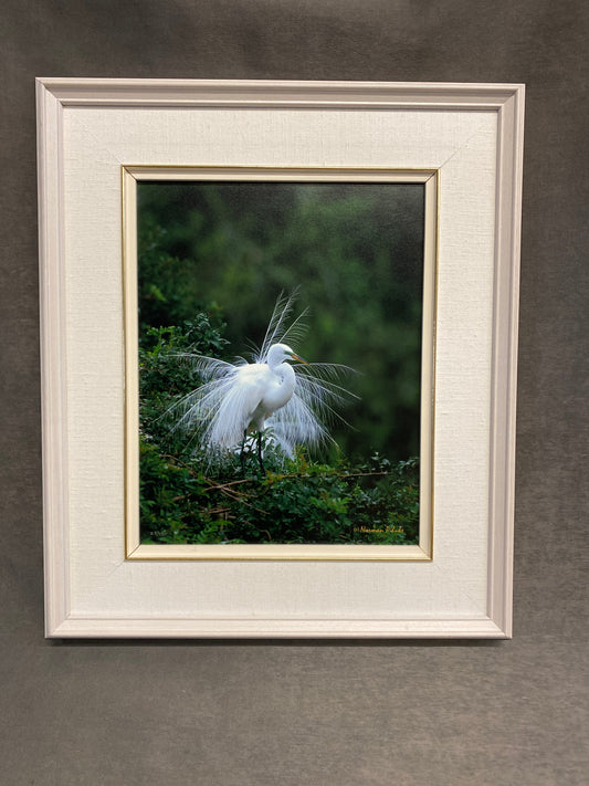 Framed Photo Print - Dancing Feathers
