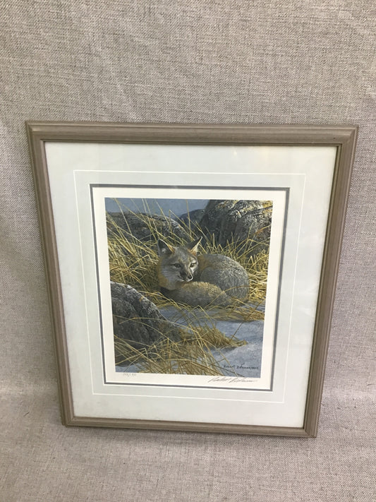 Robert Bateman Print 'Curled Up - Swift Fox'
