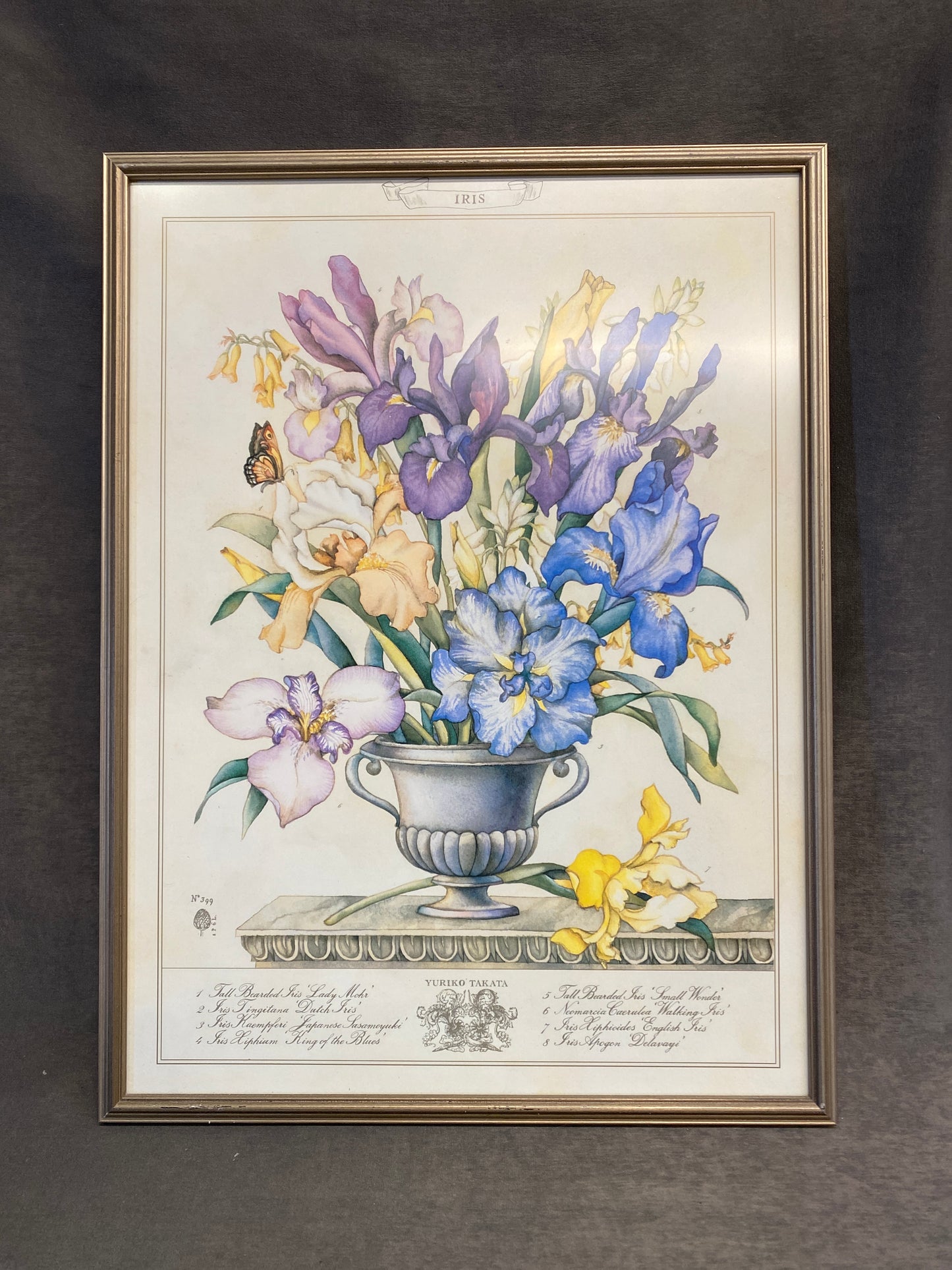 Framed Botanical Print - Iris